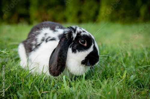 A black and white lop eared domestic bunny rabbit pet in a grass garden or field. Looking at camera