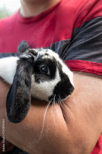 A black and white lop eared domestic bunny rabbit pet held in a man's arms - vertical orientation