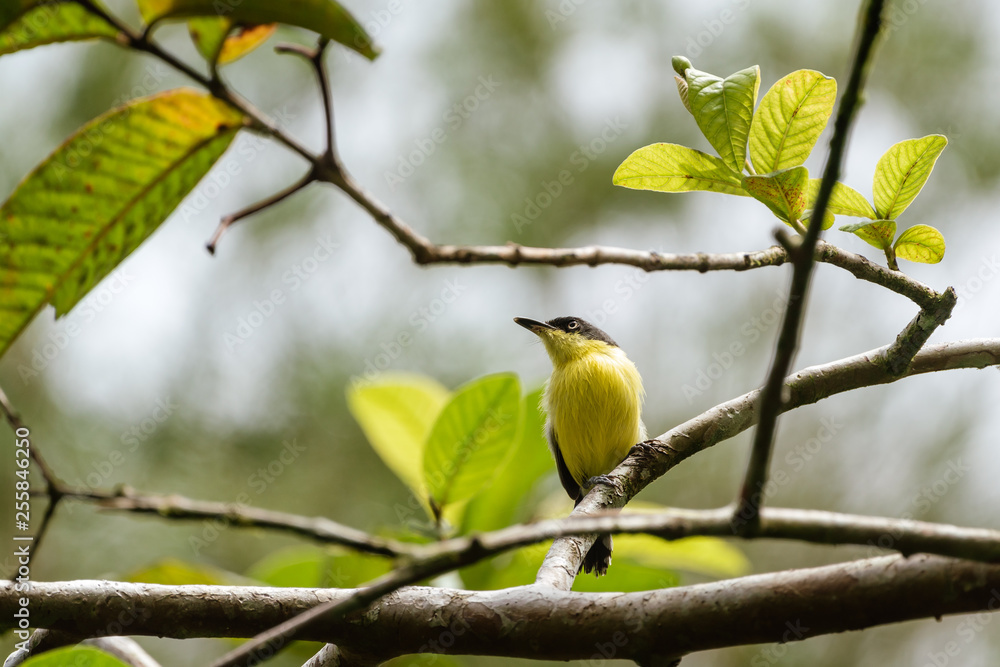 Common Tody Flycatcher (Todirostrum cinereum) Common Tody Flycatcher (Todirostrum cinereum)