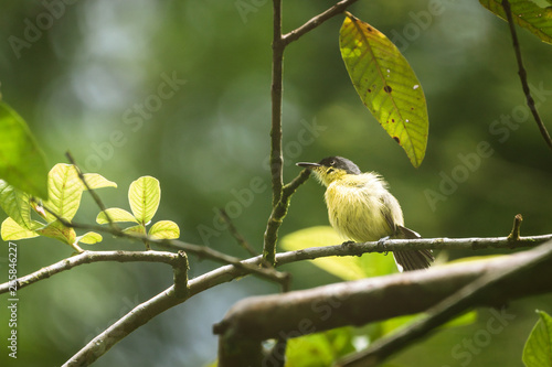 Common Tody Flycatcher (Todirostrum cinereum) photo