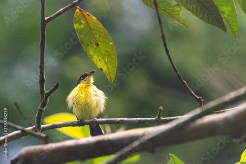 Tody-flycatcher (Todirostrum cinereum) photo