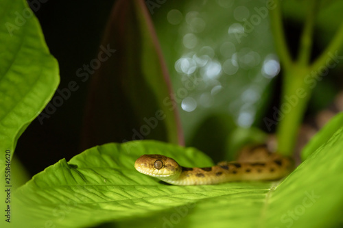 Banded Cat-eyed Snake (Leptodeira annulata) photo