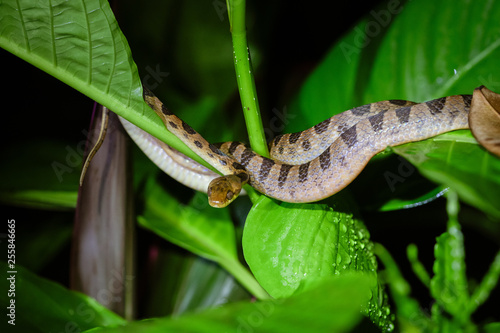 Banded Cat-eyed Snake (Leptodeira annulata) © Chris