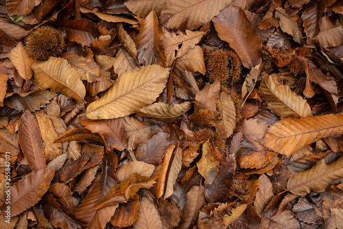 background with fallen dry leaves and sweet chestnut burrs on the ground in Autumn