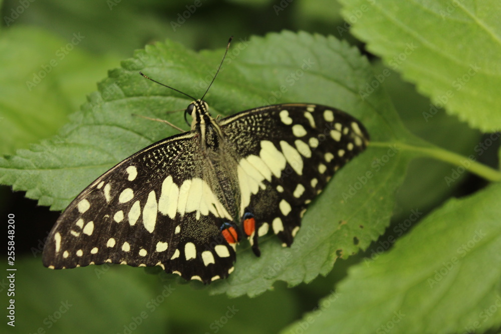 butterfly butterfly