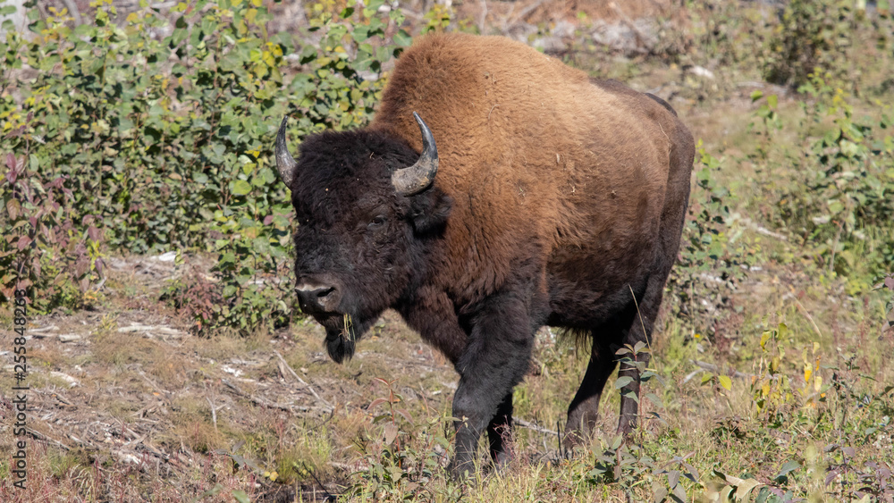 american bison american bison