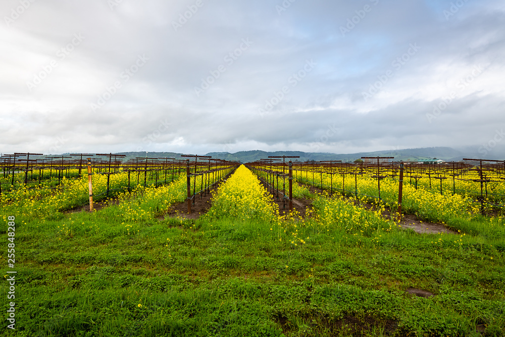 Storming morning over the Napa Valley