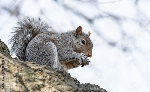 Close up portrait of grey squirrel sitting in tree eating nut in city park. 