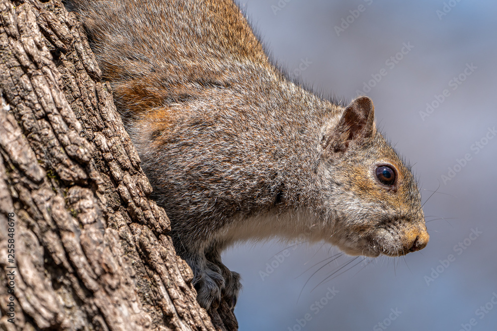 Close up portrait of grey squirrel sitting in tree eating nut in city park. Close up portrait of grey squirrel sitting in tree eating nut in city park.