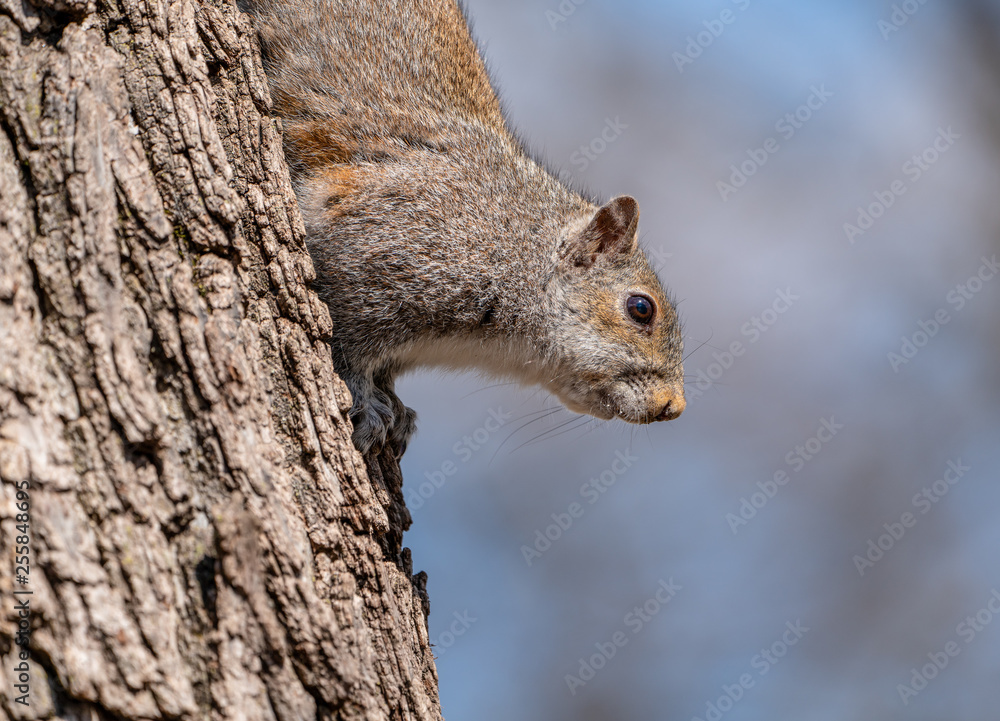 Close up portrait of grey squirrel sitting in tree eating nut in city park. Close up portrait of grey squirrel sitting in tree eating nut in city park.