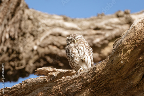 Little Owl (Athene noctua)