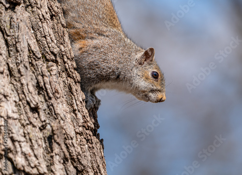 Close up portrait of grey squirrel sitting in tree eating nut in city park.  © BLM Imaging
