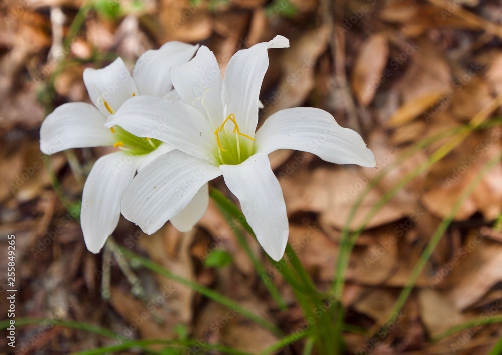 Fototapeta premium Two Wild White Lillies