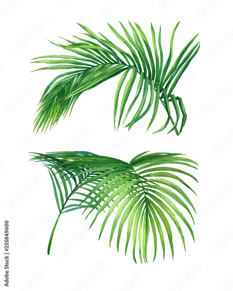 Set of tropical green coconut palm leaves. Watercolor hand drawn painting illustration isolated on a white background. Set of tropical green coconut palm leaves. Watercolor hand drawn painting illustration isolated on a white background.