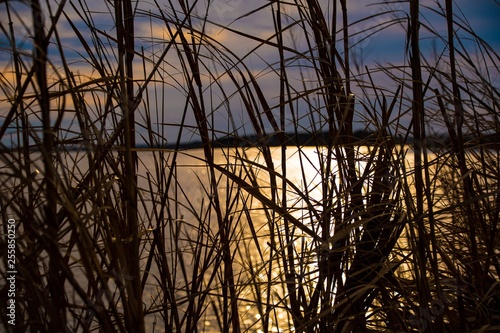 Wallpaper Mural View Through Sea Oats Torontodigital.ca