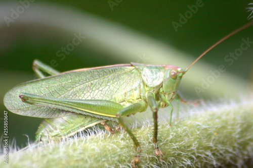 Wallpaper Mural Саранча Torontodigital.ca