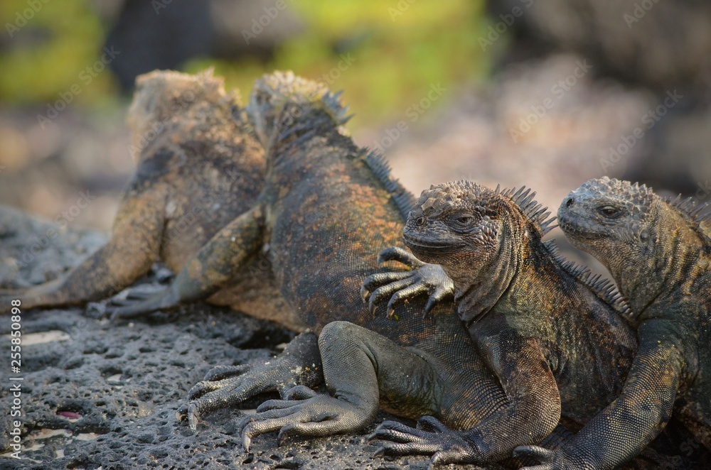 Obraz premium Marine iguanas at Galapagos islands
