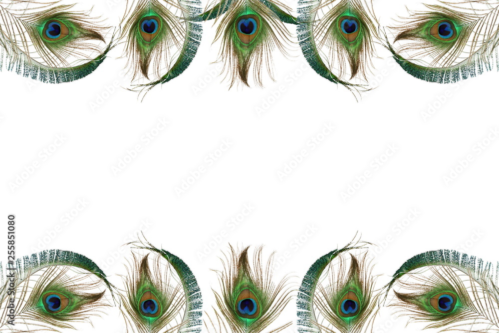 Obraz premium peacock feather in white background with text copy space