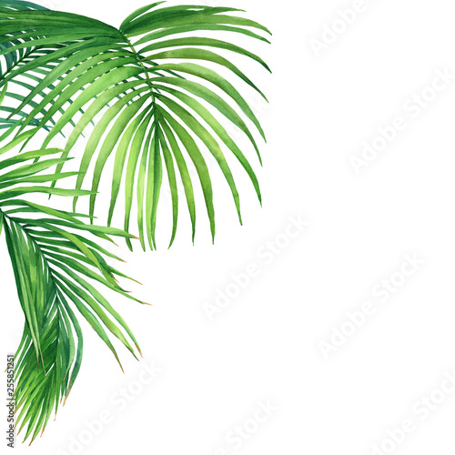 Frame of tropical green coconut palm leaves. Watercolor hand drawn painting illustration isolated on a white background.