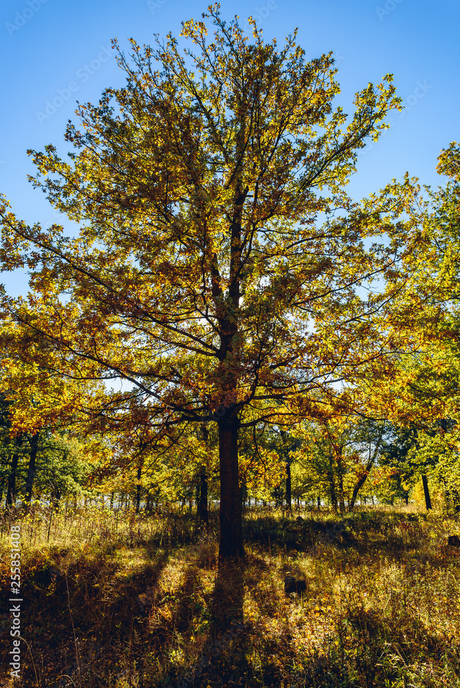 Oak tree in autumn woodland