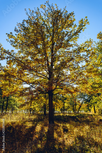 Oak tree in autumn woodland