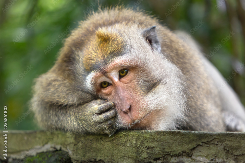 Close-up of a large brooding male monkey looking down carefully sitting on a rock and scratching his eye.