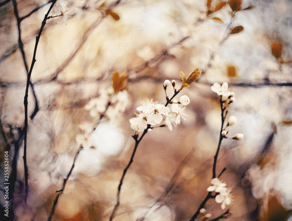 Spring blossoming of cherry.