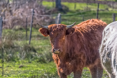 View of cows on the green pasture on farm