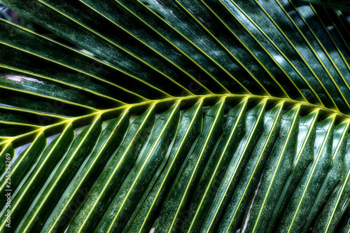 Green palm leaves pattern background. abstract coconut palm trees.