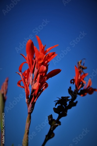 Red flowers with sky background