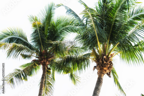 Summer vacation with coconut palm trees background.