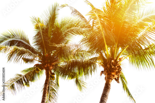 Summer vacation with coconut. Palm trees at sunset background.