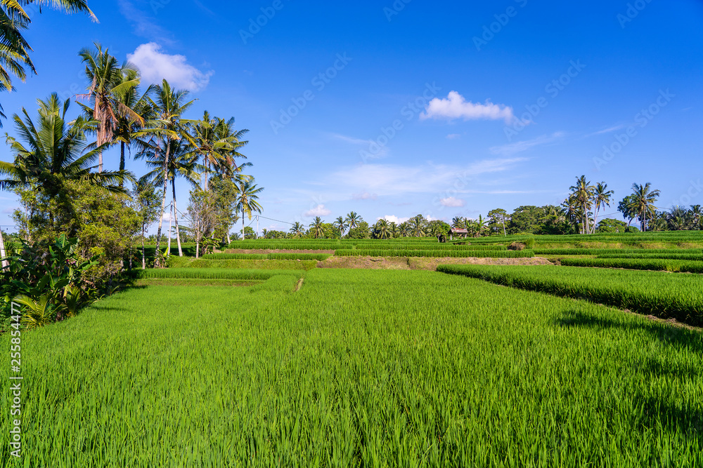 Landscape with rice fields and palm tree at sunny day in island Bali, Indonesia. Nature and travel concept