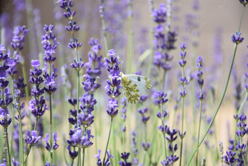Naklejka premium Field of Lavender
