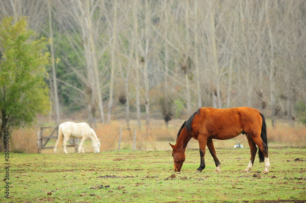 Fototapeta premium Horses at the countryside, Chile