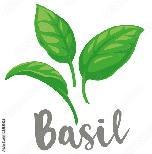 Basil Leaves vector flat graphic illustration