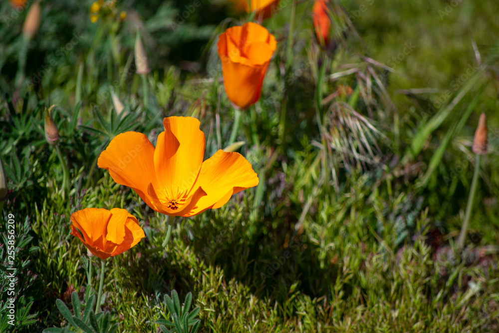 Three Poppies - Antelope Valley Poppy Reserve