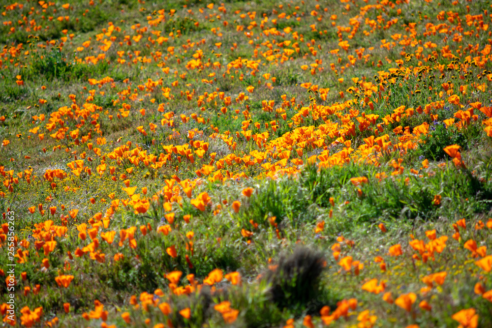 Antelope Valley Poppy Reserve Field