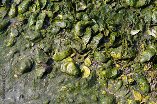 green moss and mussels on stone