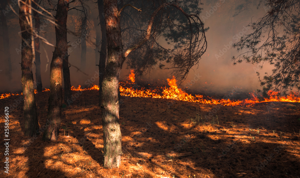 wildfire, burning pine forest . wildfire, burning pine forest .