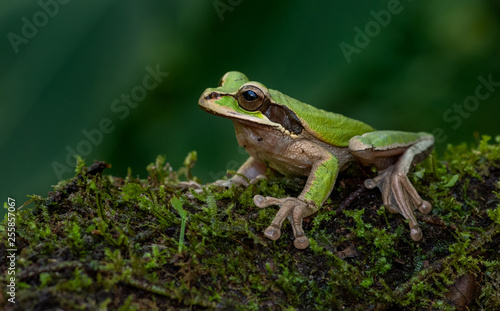 Masked Tree Frog in Costa Rica 