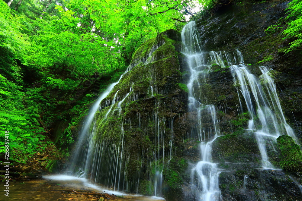 Naklejka premium 夏の滝
