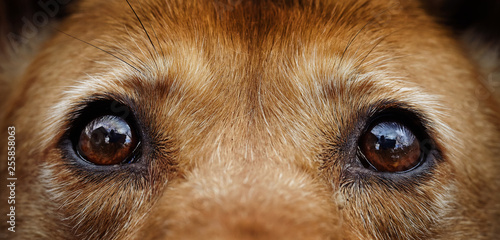 Eyes of a stray dog of a red color.