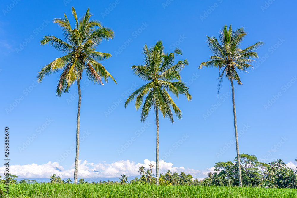 Three coconut palm trees on green rice terraces near Ubud in island Bali, Indonesia
