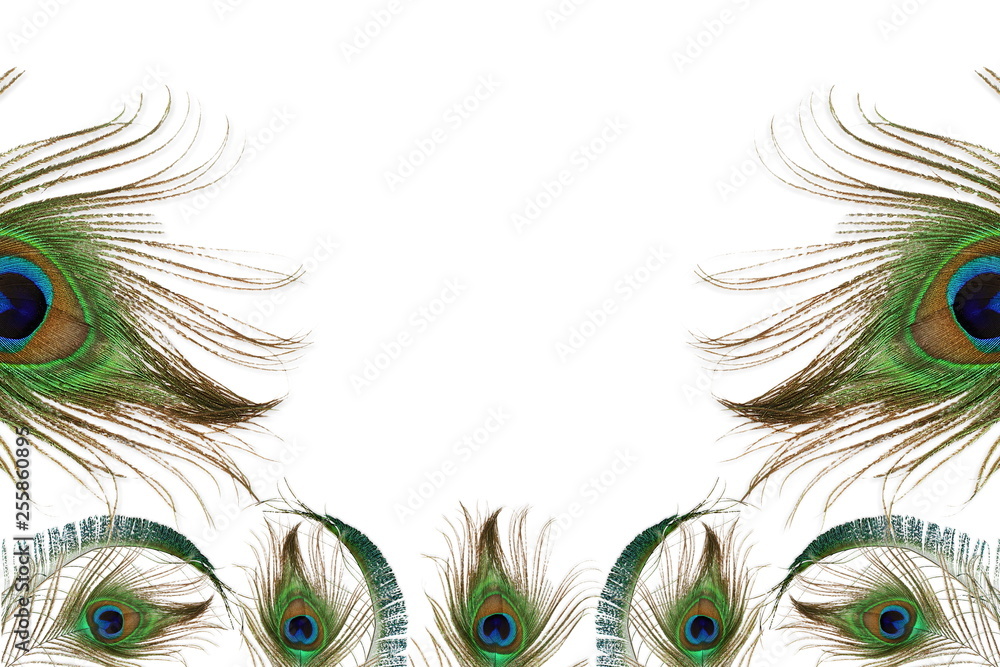 Obraz premium peacock feather in white background with text copy space