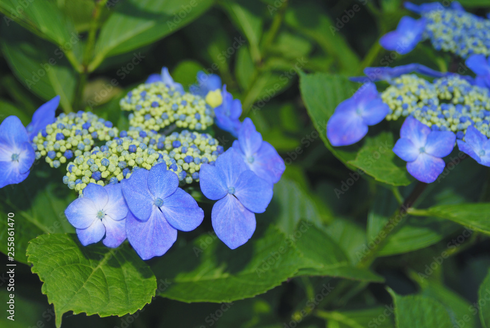 花　素材