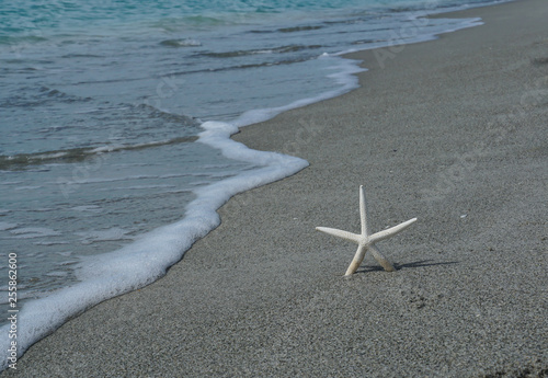 Starfish on a beautiful beach on the Florida coast on a sunny day.
