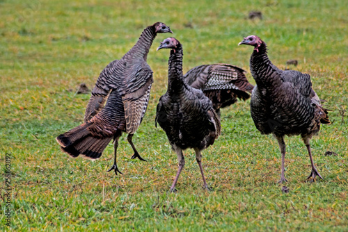 A flock of wild Turkeys together in rutting season.