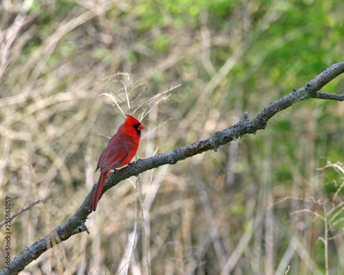 Northen Cardinal