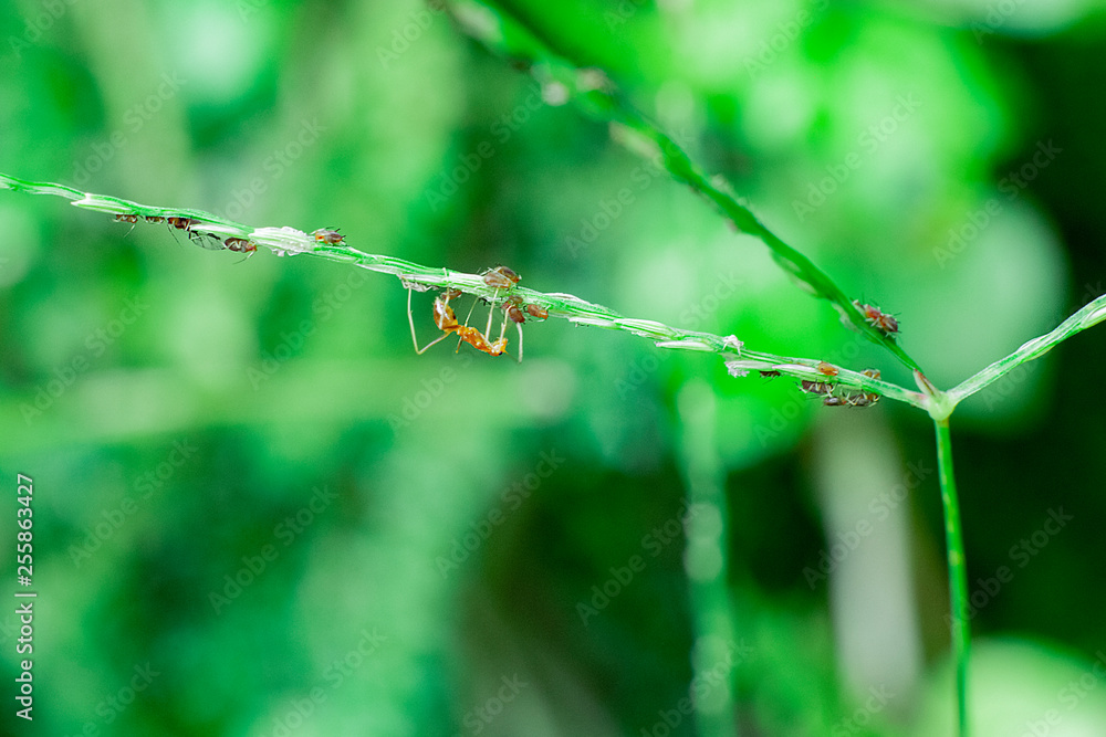 red ant in grass, work in the morning red ant in grass, work in the morning